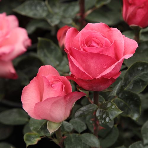 Rosa  Pink Panther™ - růžová - Stromkové růže s květmi čajohybridů - stromková růže s rovnými stonky v koruně